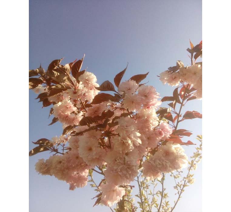 cerisier à fleur royal-burgundy.